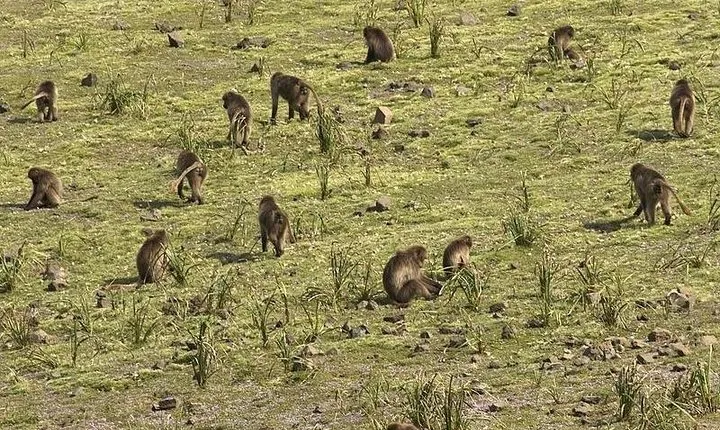 Day trek to Simien Mountains