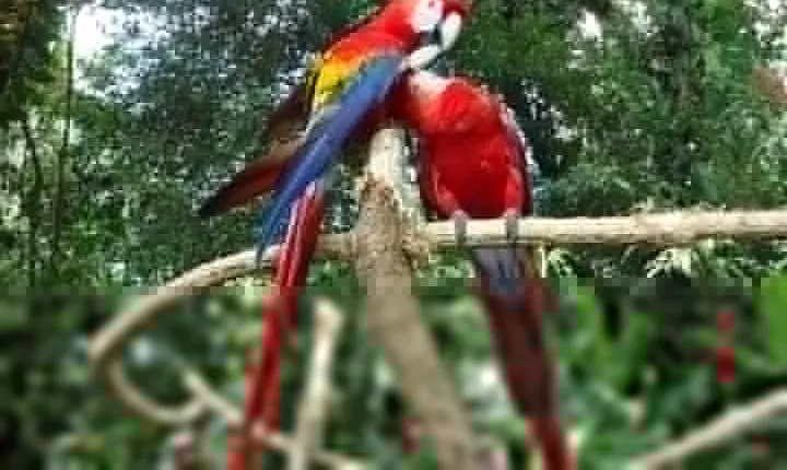 Auto Safari Chapin Drive-Through Nature Park & Zoo from Puerto Quetzal
