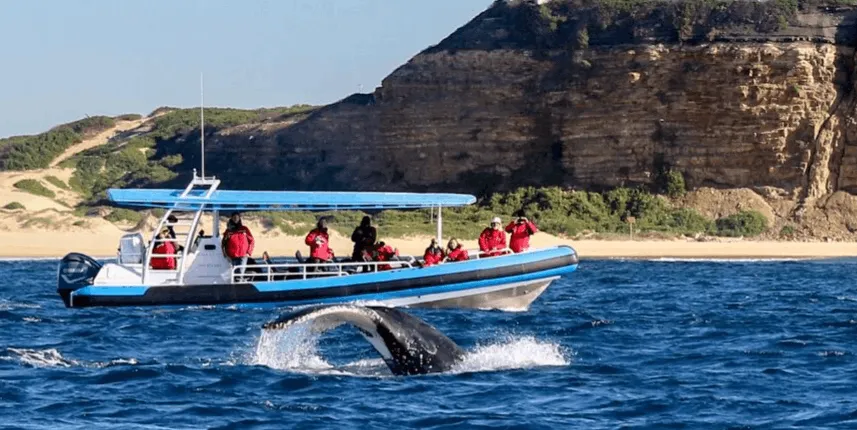 Humpback Whale encounter tour