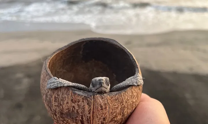 Visit Tortuguero Camp & Turtle Release