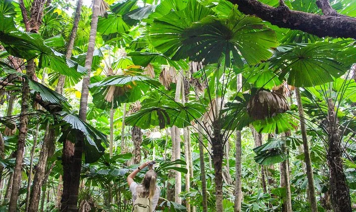 Cape Tribulation & Daintree Wilderness (TCT)
