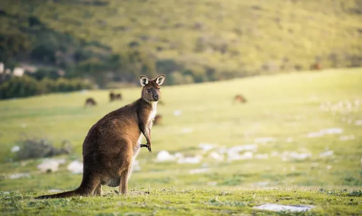 3-Day Kangaroo Island Adventure Tour