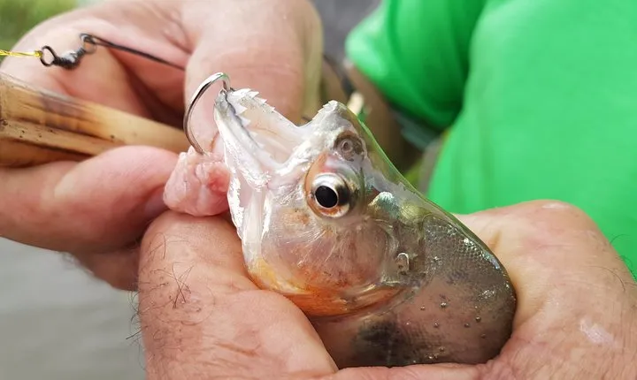 Solimoes River Piranha Fishing and Alligator Watching Tour