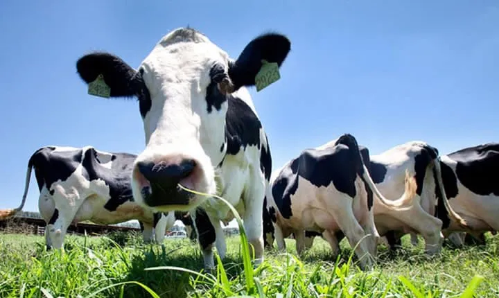 Day at the Farm