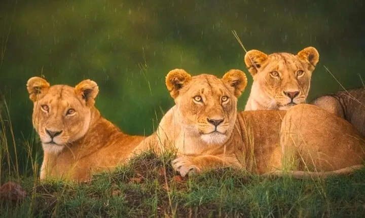 From New Delhi: Private Tour Tajmahal With Lion Safari Park