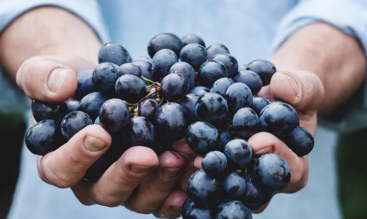 Athens Private Wine Tasting Tour - Dionysian Grapes