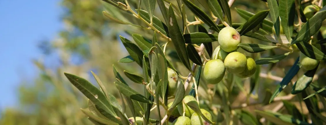 Olive oil tour in Cres