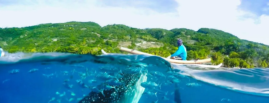 Full-day Oslob whale shark and  Kawasan waterfalls tour