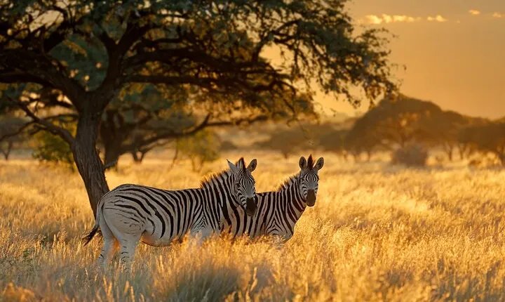 12 Days Private Safari Tour from Arusha