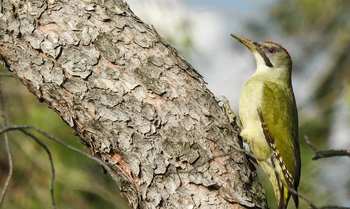 Private Half-Day Birding Tour in Madrid Rio