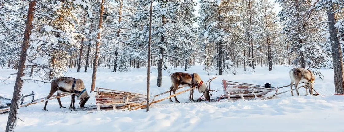 Guided Reindeer Experience in Levi