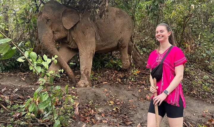 Elephant Observing and Doi Inthanon Hiking from Chiang Mai