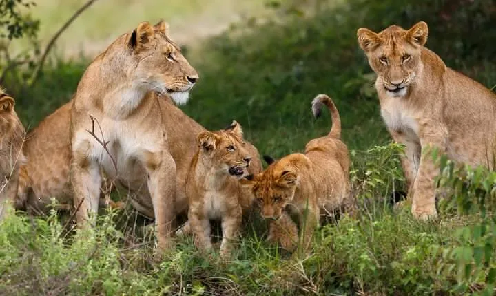 Nairobi national park game drive - Morning /evening