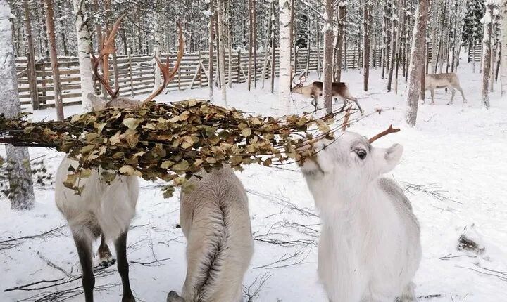 Arctic Huskies and Reindeers Fun in Rovaniemi