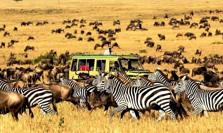 4 Days Mid-range Safari Serengeti,Ngorongoro and Lake Manyara National Park