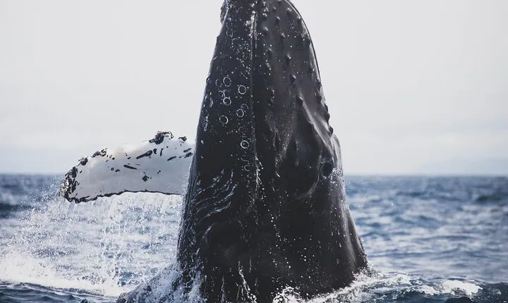 Gray Whale watching in Magdalena Bay From Los Cabos
