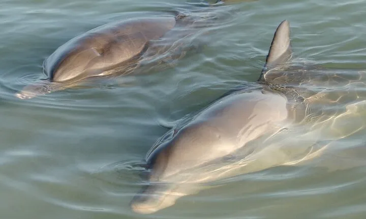 Dolphin and Manatee Clear Kayak or Paddleboard Island Hop Tour