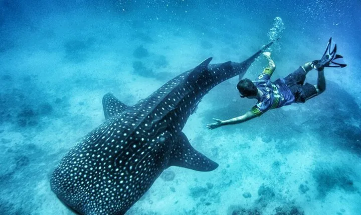Oslob Whale Shark Watching + Kawasan Falls Day Tour