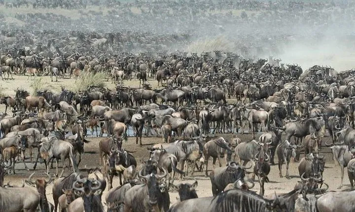 5 Days Mid-range Safari Serengeti, Ngorongoro, lake Manyara and Tarangire