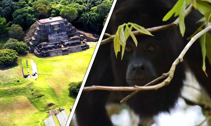 Altun Ha and Howler Monkey Sanctuary Tour