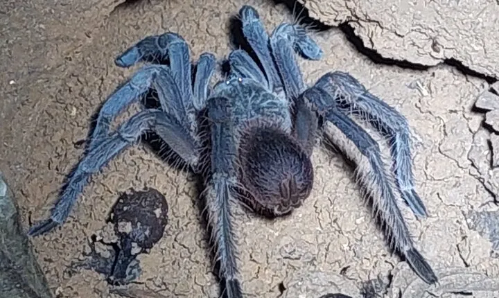 Explore the Dark Side of Nature: Manzanillo Refuge Night Walk