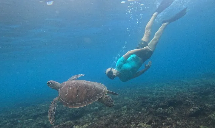 The best snorkeling with turtle in Nusa Penida Bali