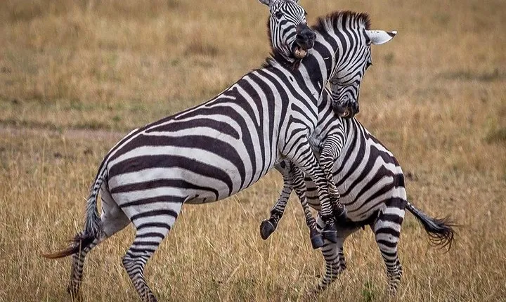 3 Days / 2 Nights join group safari (Serengeti National park)