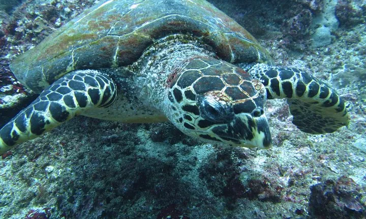 Snorkelling in Padang Bai