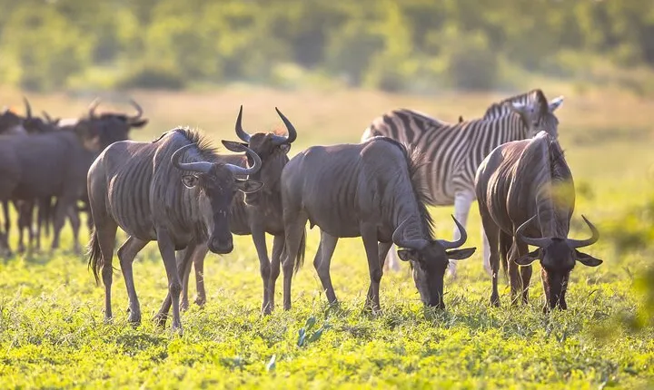 8 Days Follow the Wildebeest Migration River Crossing Safari