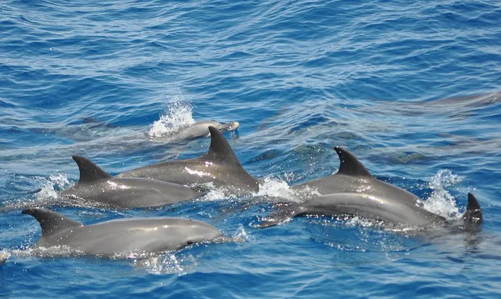 Dolphin Tour in Hurghada