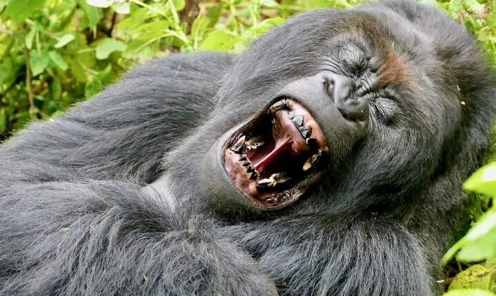 3 Days Mountain Gorilla Tracking