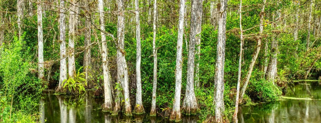 Big Cypress National Preserve Self-Guided Driving Audio Tour