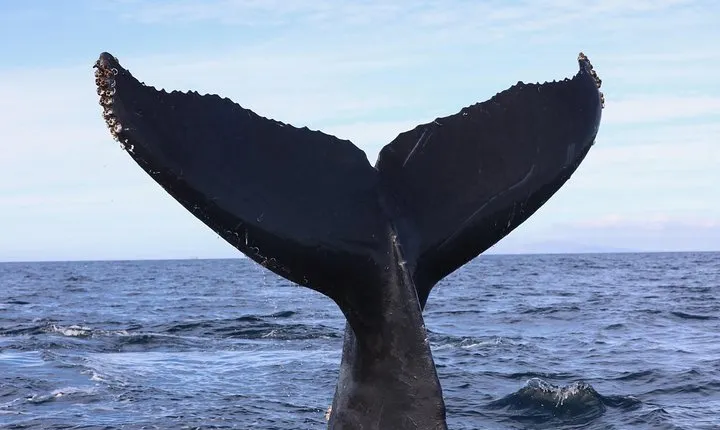 Private 2hr Supreme Whale/Dolphin Watching Tour, Newport Beach CA