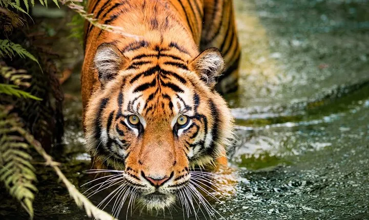 8 Day Golden Triangle Tour with Ranthambore Tigers Tour