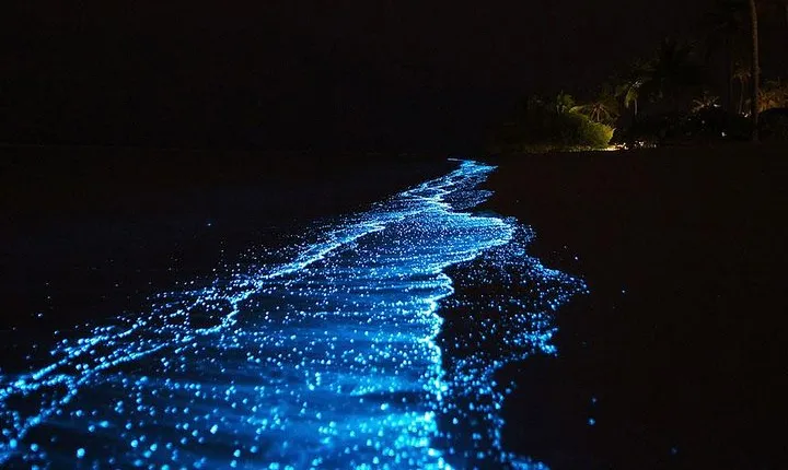 Bio Luminescent Swimming From Krabi