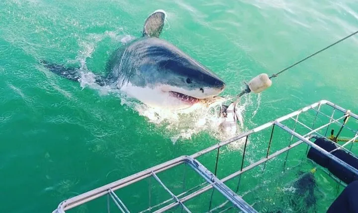 Gansbaai Shark Cage Diving with surface air available