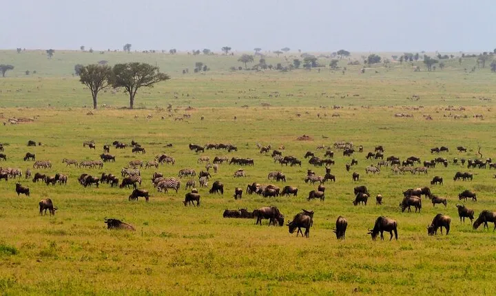 5 Days Budget Safari in Tanzania