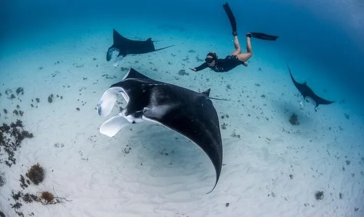 Three Islands Snorkeling (3 Spots) Manta Rays - From Lembongan