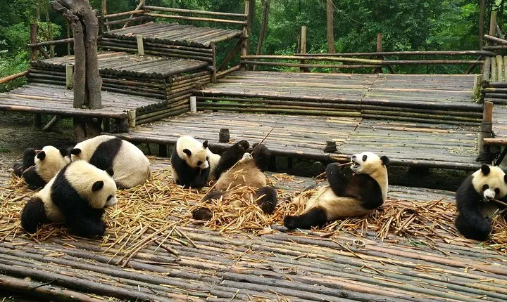 Half Day Morning Trip of Chengdu Giant Pandas