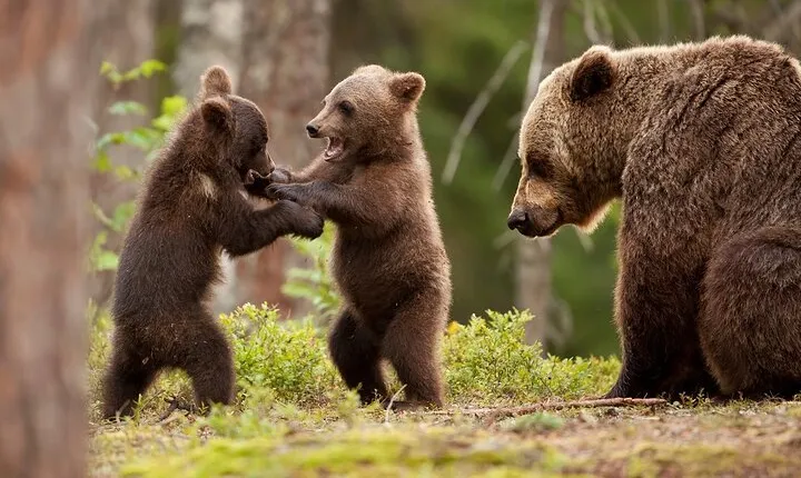 Brown bear watching experience at the Bear Sanctuary