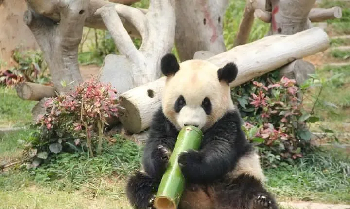 5 Day Natural Panda Paradise Tour in Chengdu