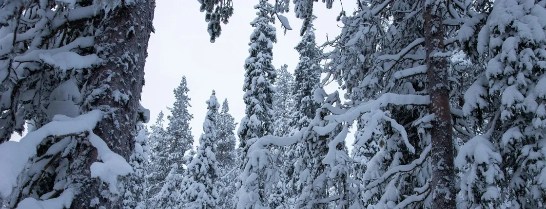 Classic snowshoeing tour in Levi