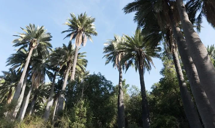 Explore the Coastal Mountains - Private Day Trip from Santiago