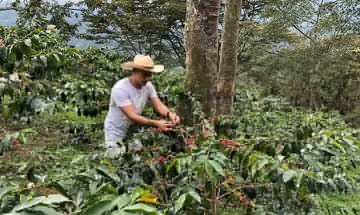 Coffee Farm and Salento Walking Tour