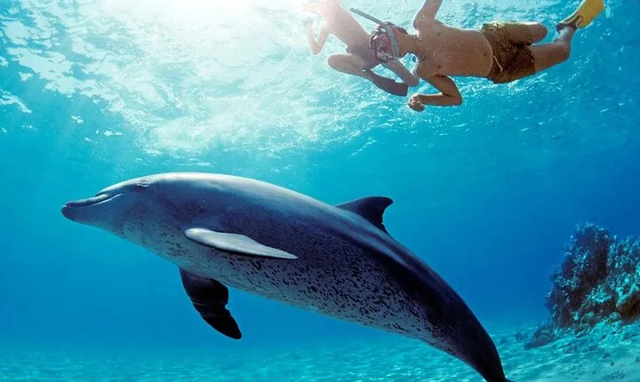 Sataya Dolphin House Snorkel Boat Trip and Lunch Marsa Alam