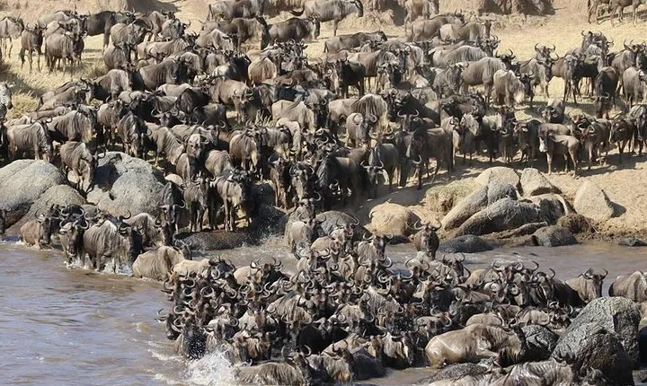 4 Days Masai Mara -Lake Nakuru National Park From Nairobi 