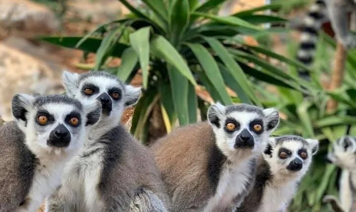 Private Family Tour | Designed for Kids Fun Day by Local Parents