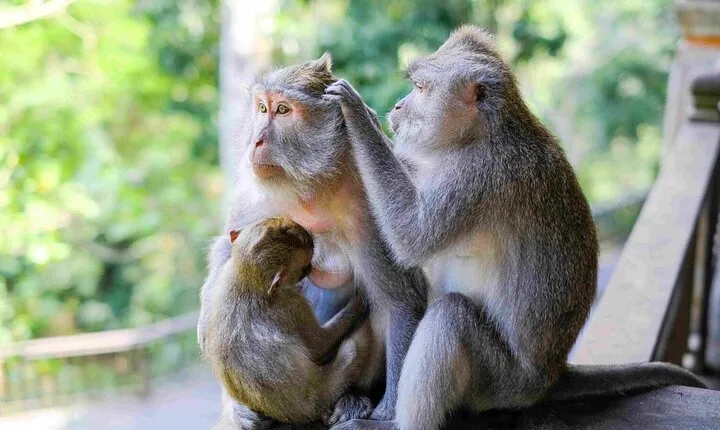 Bali : Ubud Private Tours