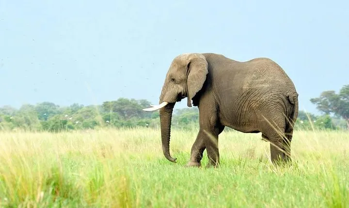 5 Days Great Migration and Budget Safari in Tanzania