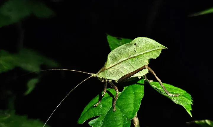 Night Walk In The Monteverde Forest